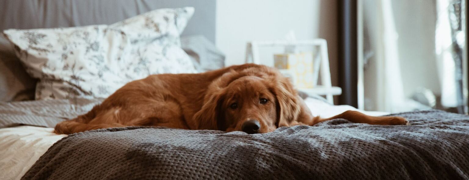 trieste hond op bed