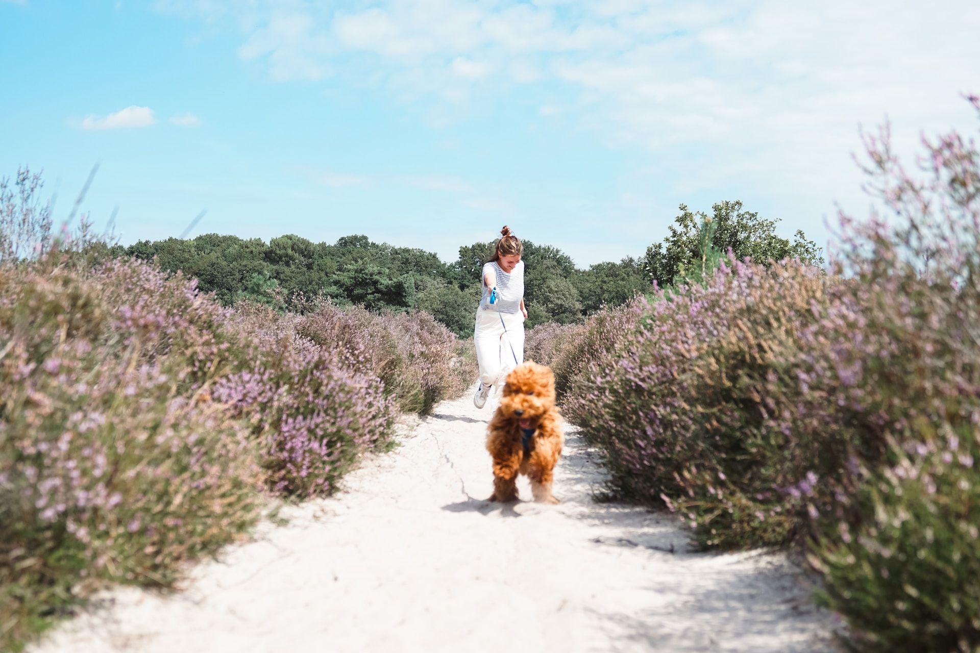 labradoodle wandeling