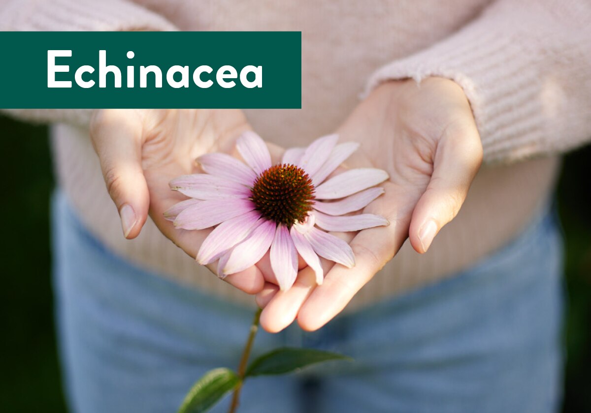 Echinacea