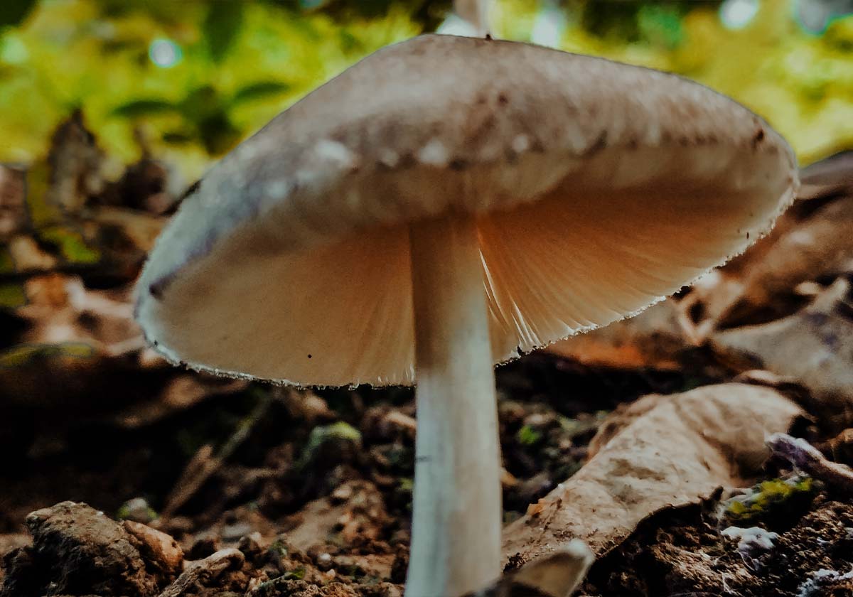 Voordelen van paddenstoelen