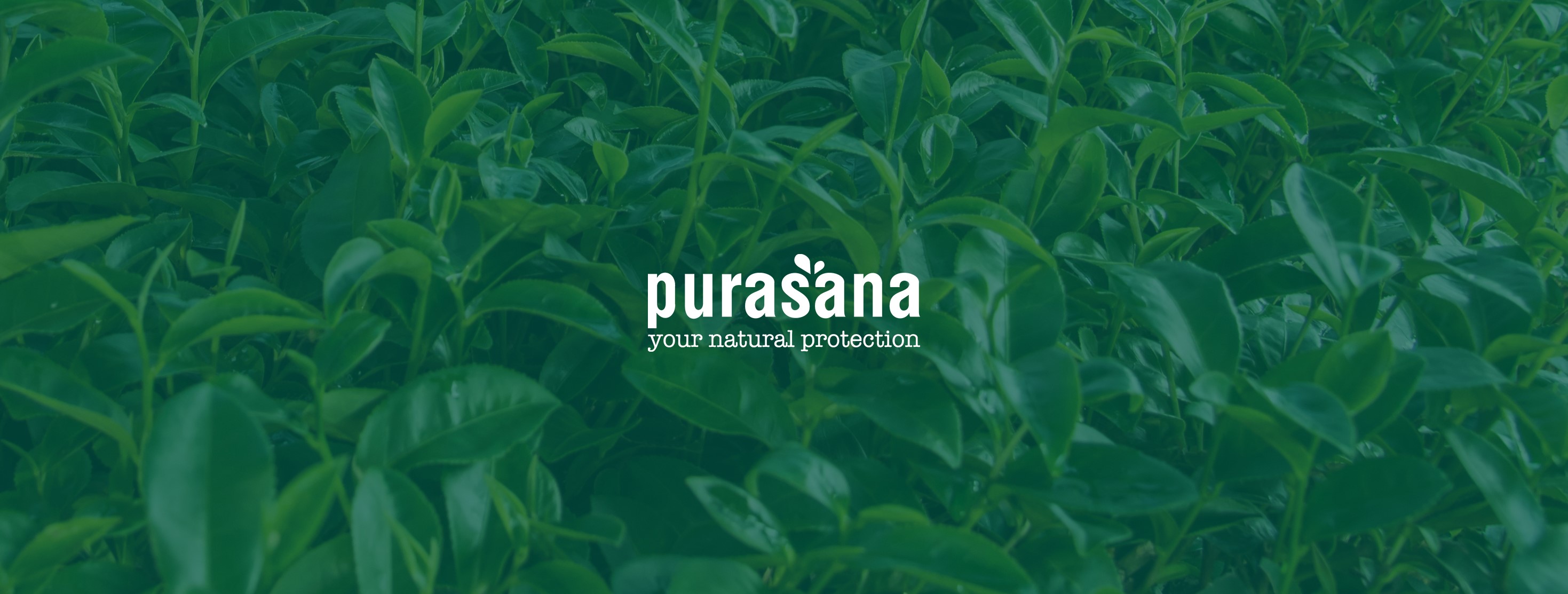 Purasana | In the spotlight