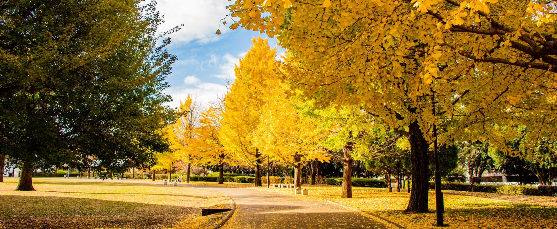 Gingko_park