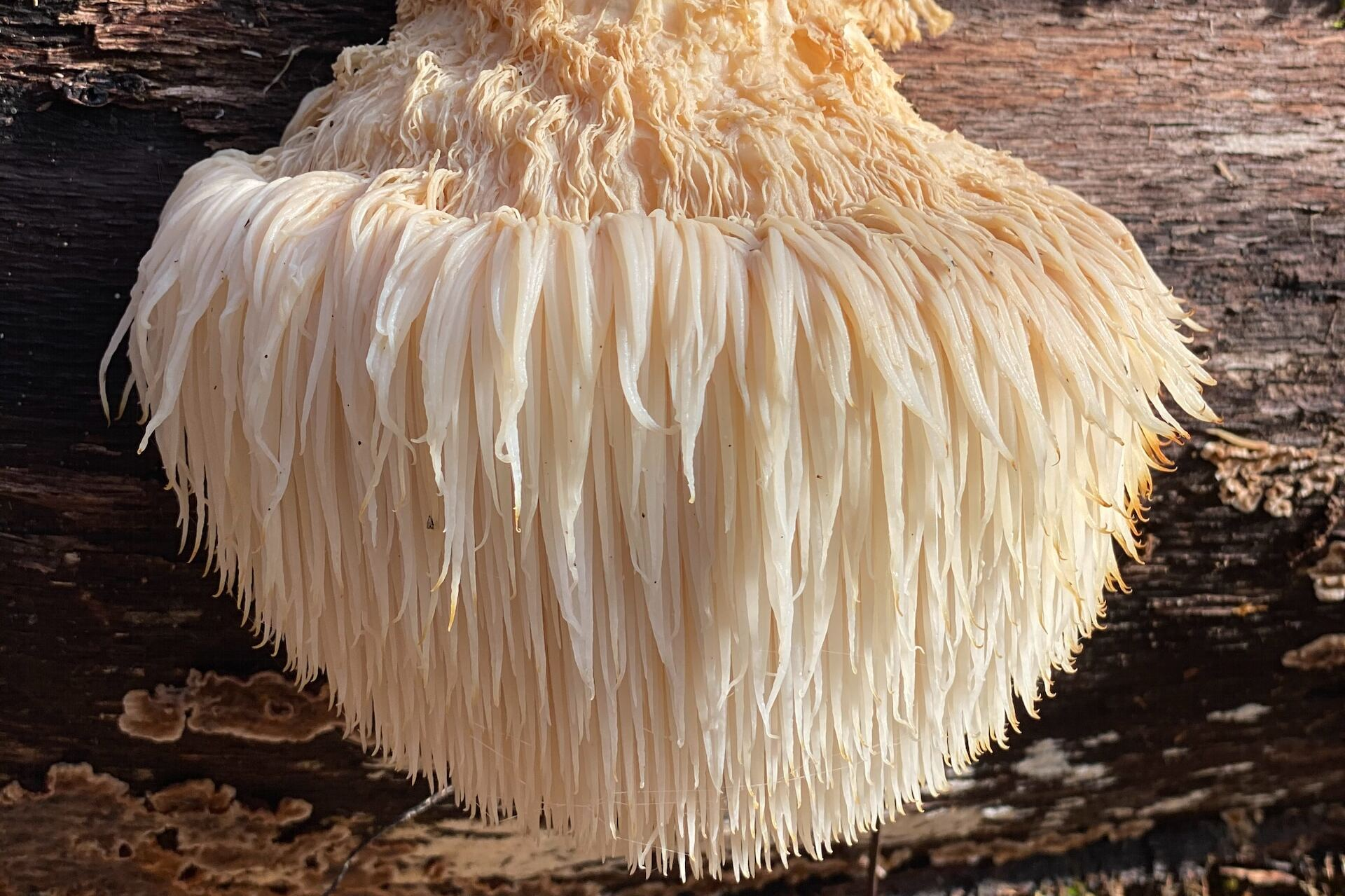 Lion s Mane Alle Voordelen En Het Gebruik Van Deze Mushroom Op Een Rij 