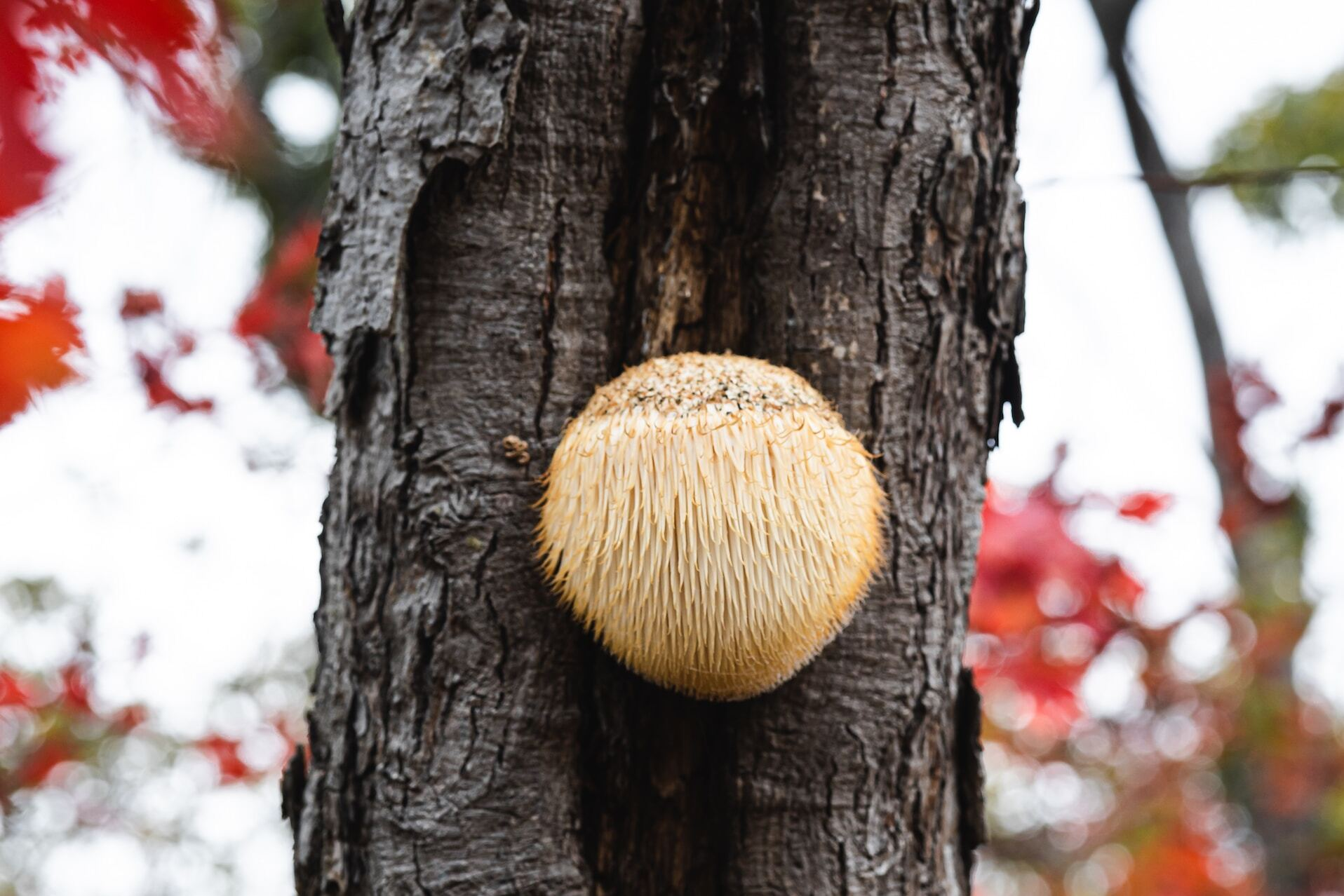 Lion’s mane alle voordelen en het gebruik van deze mushroom op een rij Holland & Barrett Lion’s mane alle voordelen en het gebruik van deze mushroom op een rij Holland & Barrett