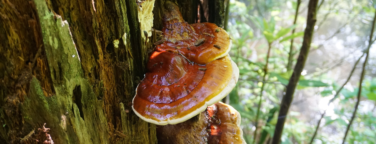 Reishi mushroom: de meest onderzochte paddenstoel ter wereld