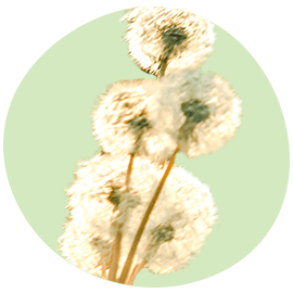 Pollenradar: bekijk het aantal pollen in de lucht