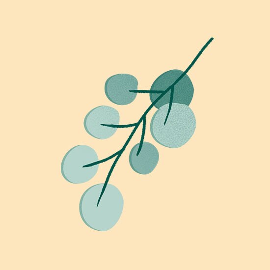 eucalyptus