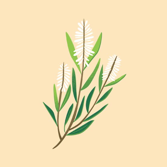 tea tree