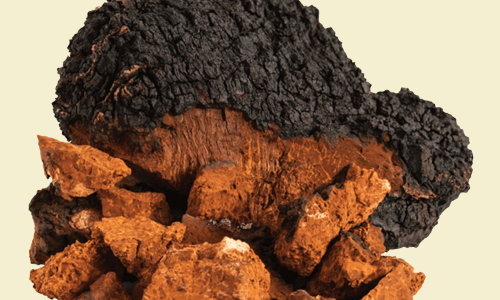 Chaga