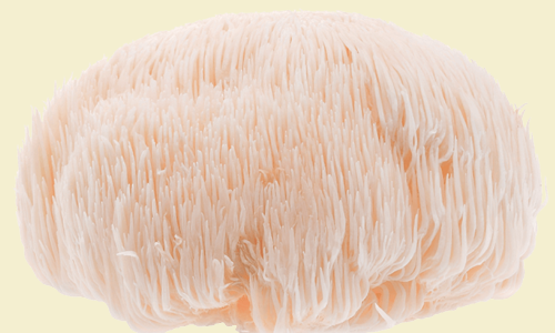 Lions Mane