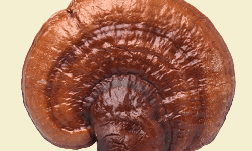 Reishi