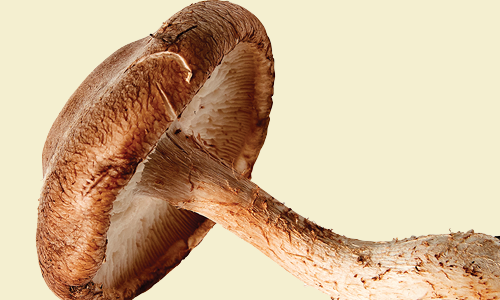Shiitake