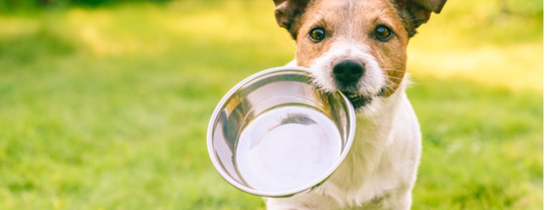 dog running with empty food bowl in mouth