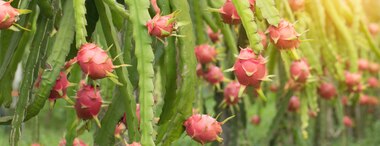 What is a Dragon Fruit & Its Benefits