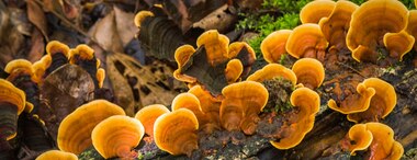 What is Reishi Mushroom: Benefits & Risks