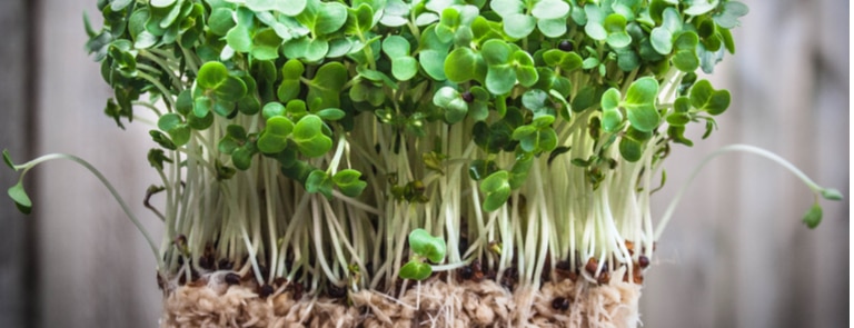 Watercress is a ‘powerhouse vegetable’ with all the essential nutrients we need. Find out more about it's benefits as well as how to include more in your diet.