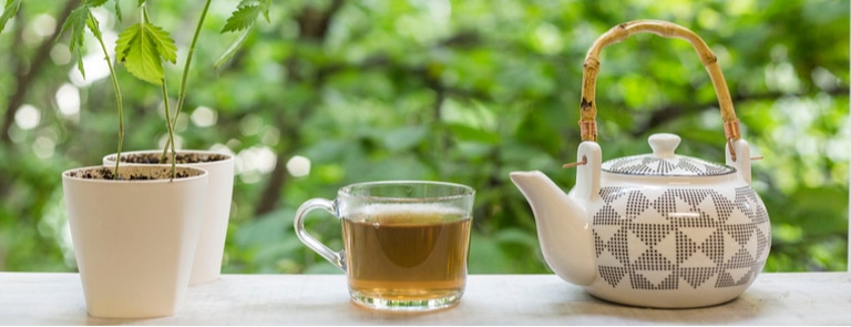 cbd tea with teapot and plant