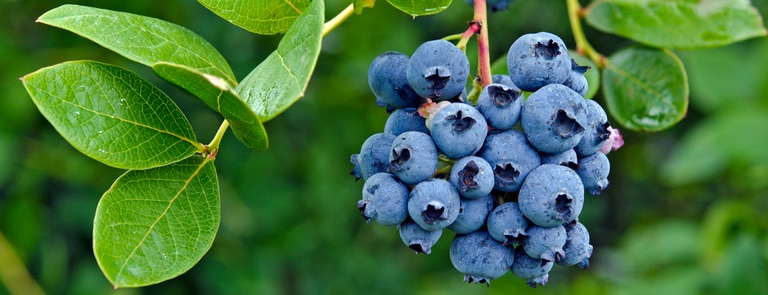 fresh blueberries on tree branch