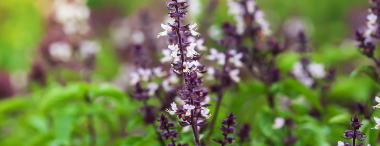 holy basil flower and plant