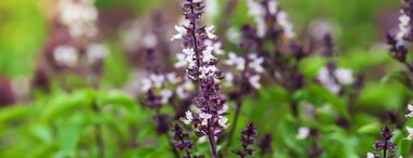 What Is Holy Basil: Benefits & Risks