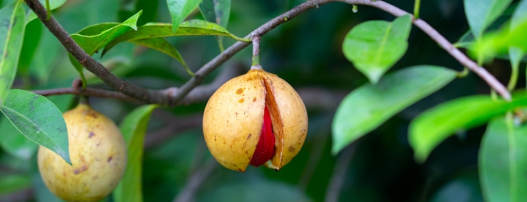 ripe nutmeg hanging on tree