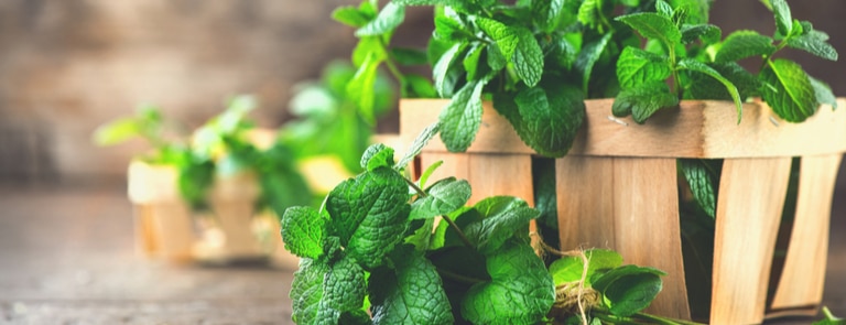 peppermint leaves in a basket