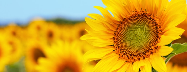 sunflower in field