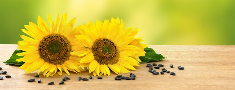 sunflowers on table with seeds