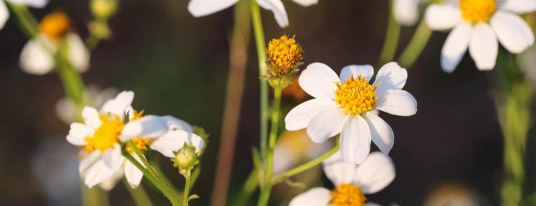 What is Bidens Pilosa? What’s it used for, what are the benefits of using it & what’s its connection to skincare? We answer your questions in this article…