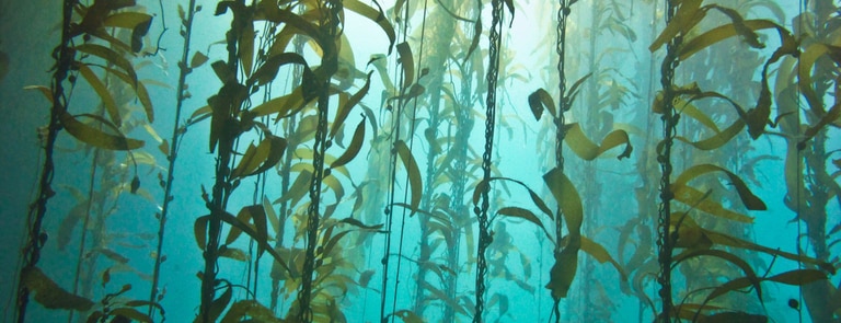 what is sea kelp