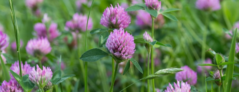 red clover blossoms