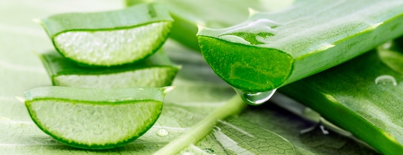 Aloe Vera: Benefits, Uses, Dosage & Side-Effects | Holland & Barrett