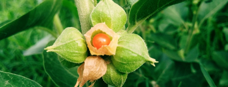 How ashwagandha can benefit your mental health image