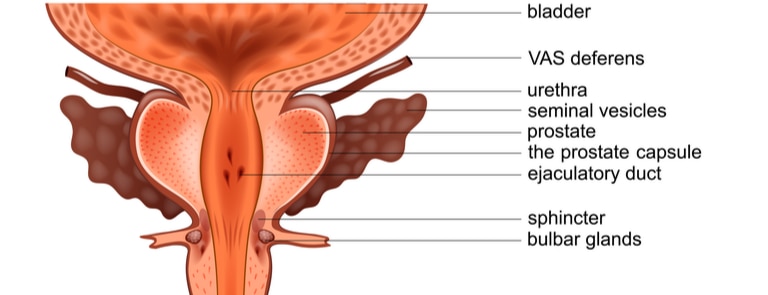 The anatomy of a prostate 