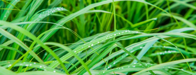 vetiver grass