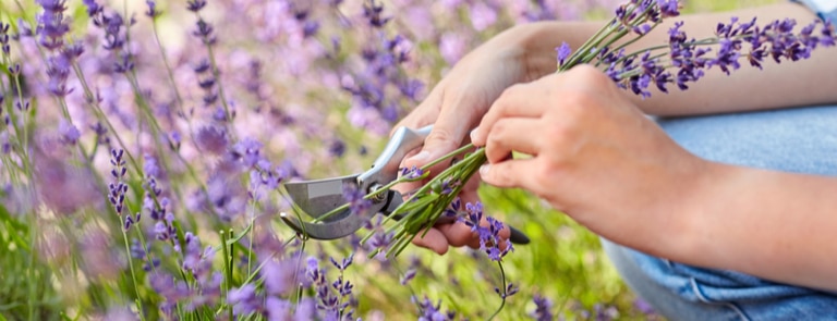 cutting lavender in field