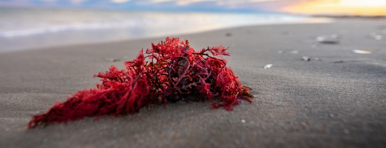 red algae on the sand
