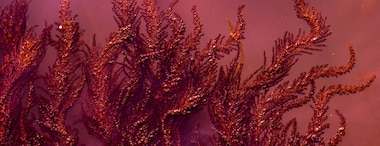 What Is Red Algae?