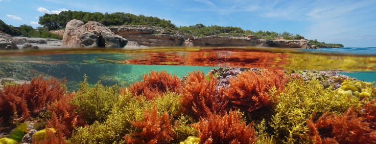 red algae underwater