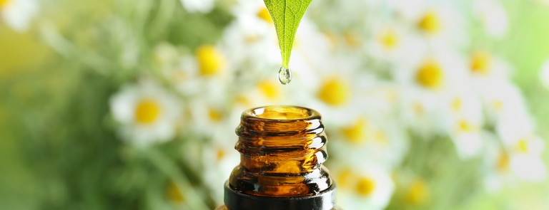 drop of chamomile essential oil from leaf to bottle with background of chamomile flowers