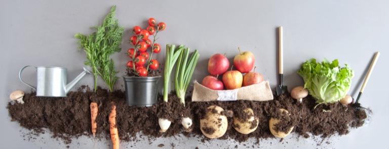 organic food in mud 
