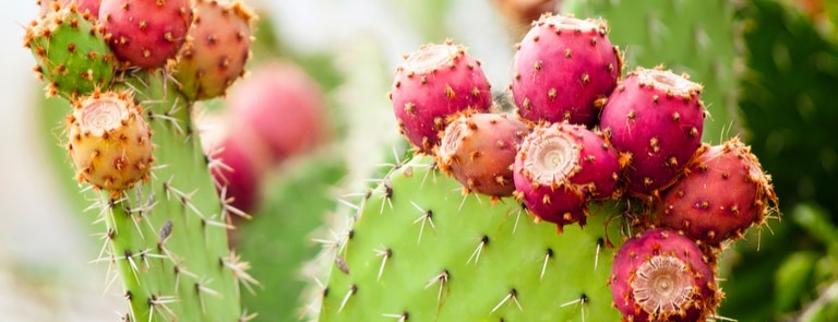 prickly pear 