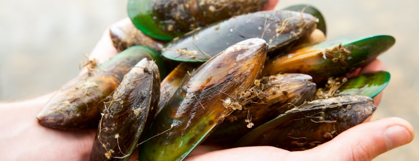 green lipped mussels 