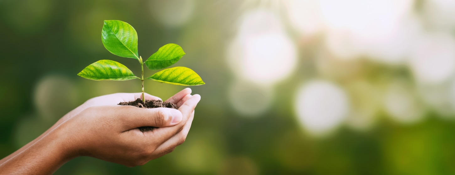 planet friendly image of person holding green plant and soil in hands 