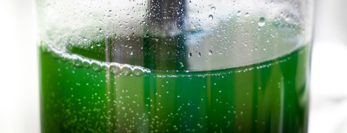 spirulina being distilled in cylindrical container