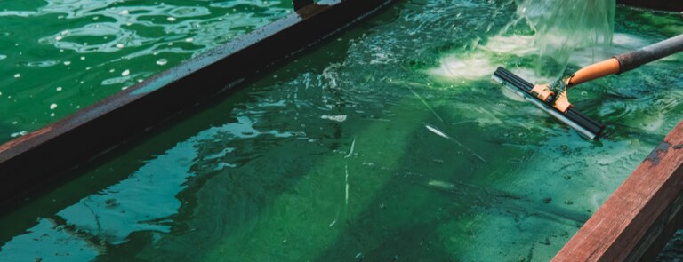 spirulina being farmed in closed vessels