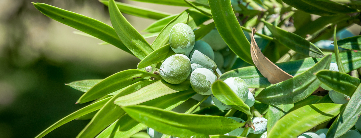 5 Kakadu Plum Benefits Holland & Barrett