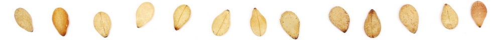 line of individual sesame seeds