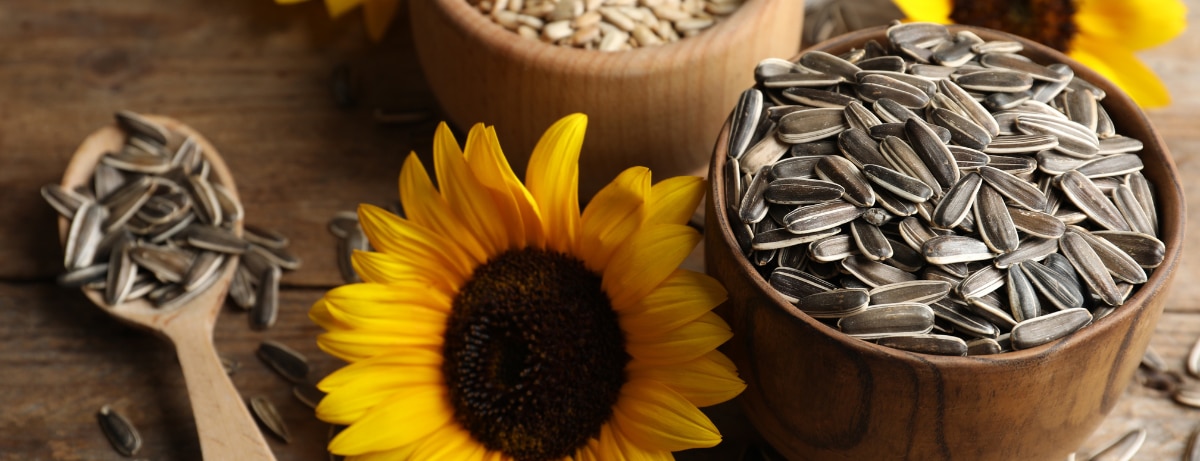 Benefits of sunflower seeds image