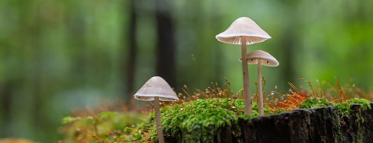 wild mushrooms growing in a forest